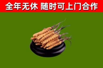 黄骅烟酒回收冬虫夏草.jpg
